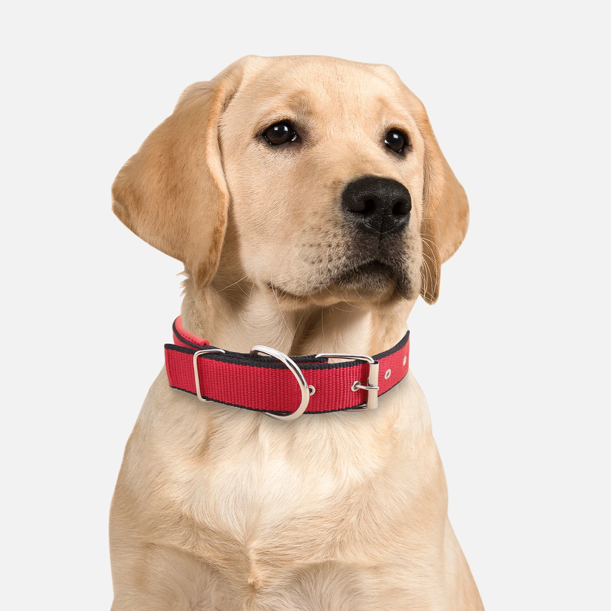 One Piece Nylon Dog Collar-Reversible Durable Natural Fabric-Fits Small to Medium Dogs