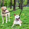 Dog Double Leashes Pet No Tangle Leash Coupler for Walking 2 Dogs Resilient Comfortable Shock Absorbing Reflective Leash