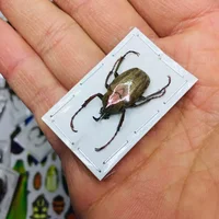 A/Real Insect Specimens Multiple Varieties of Wet Insects with Endless Pose Children's Gifts Student Popular Science Teaching 2