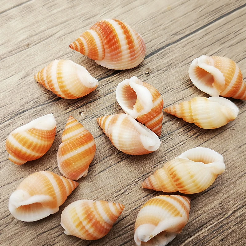 Lot De ~500 Coquillages Naturels - Blancs, Marron, Violet - Pour Artisanat Et Déco - Thème Marin