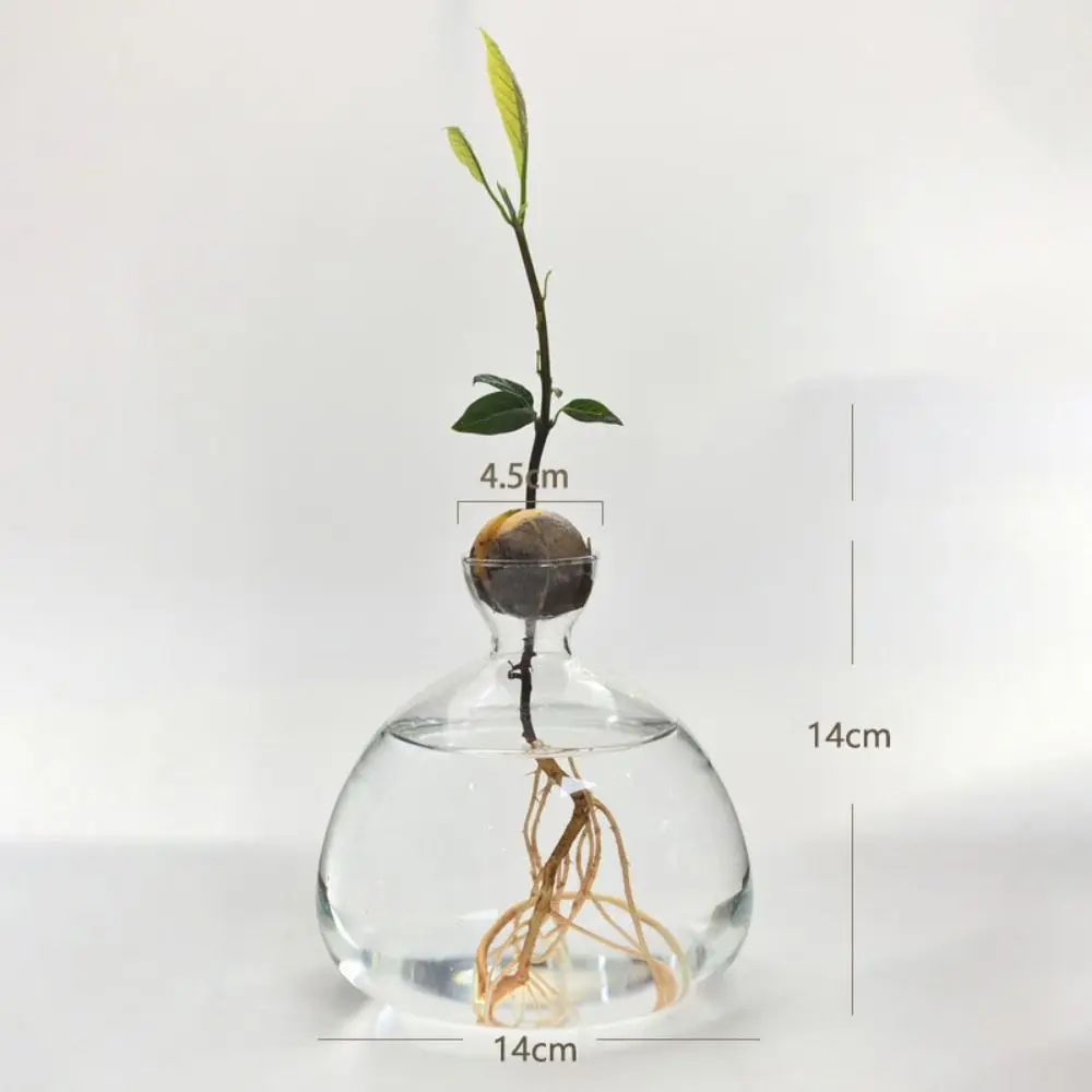 Avocado-vaas, kweekglas voor avocado's en kastanjes, avocado-zaden, starter-r plantenbak, hoogwaardig kiemglas, transparant, hydrocultuur, plantenvaas, cadeau voor tuinliefhebbers