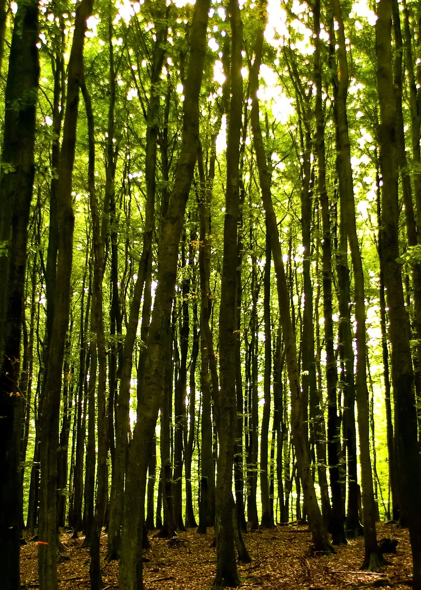 Sunlit Forest Canvas Wall Art - Green Tree Landscape Home Décor Print