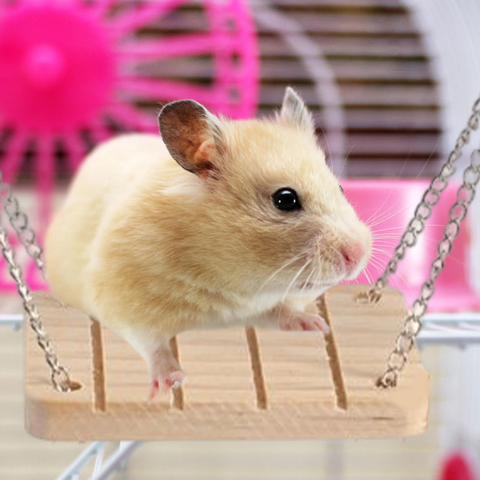 Why Do Hamsters Chew On Their Cage