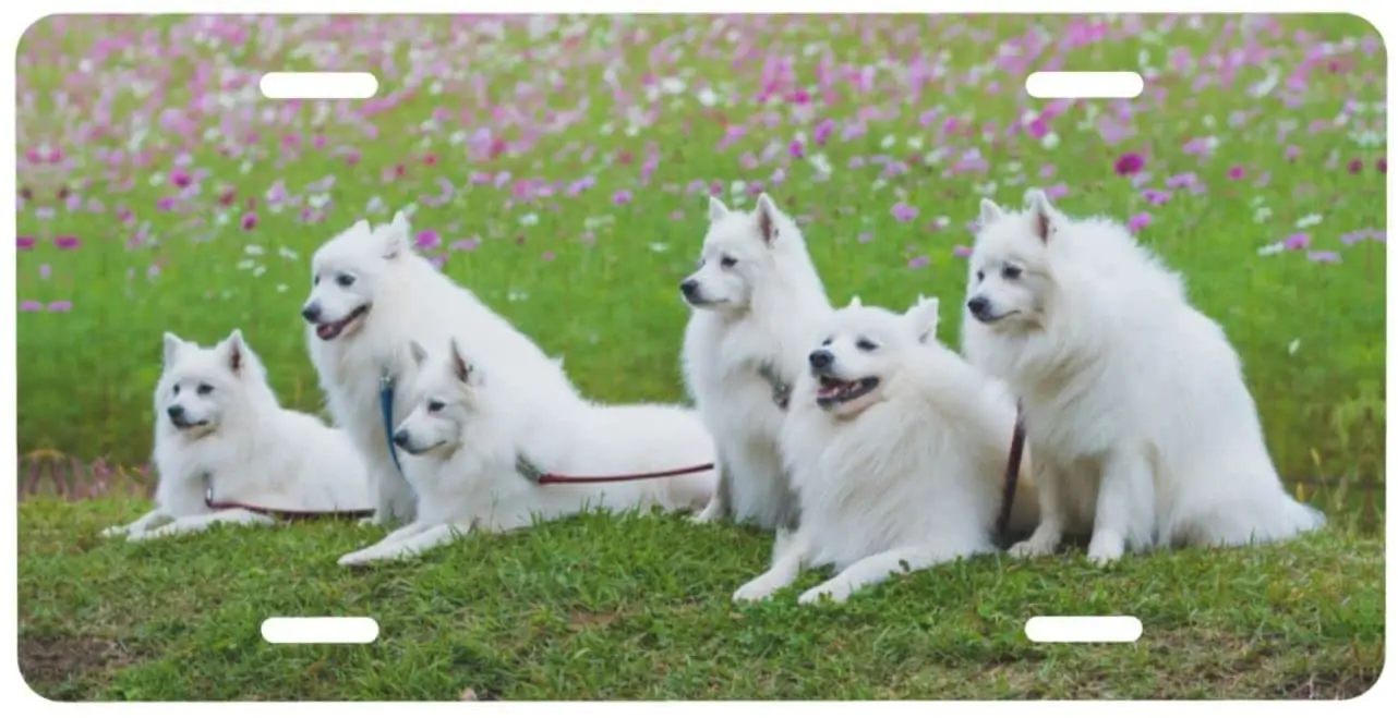 

Car Front License Plate White Pomeranian Dog License Plate Decorative Vanity Tag Metal Car Plate Novelty Aluminum