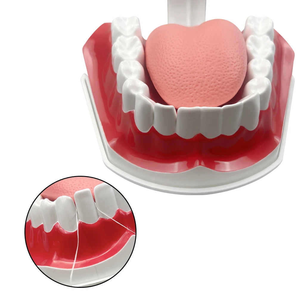 Dental Brushing Technique Demonstration Model with Tools - Oral Education Supplies