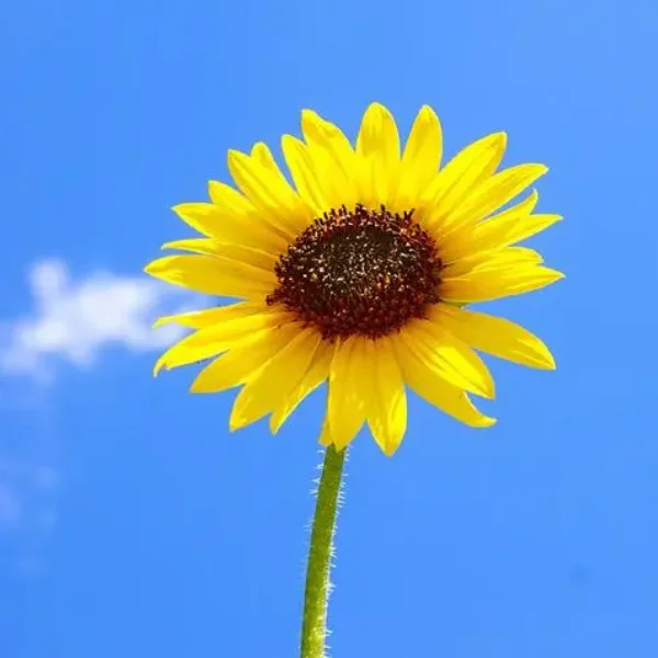 Daisy Duck Cosplay 3D Print T-shirt Men's Women's Kids Casual