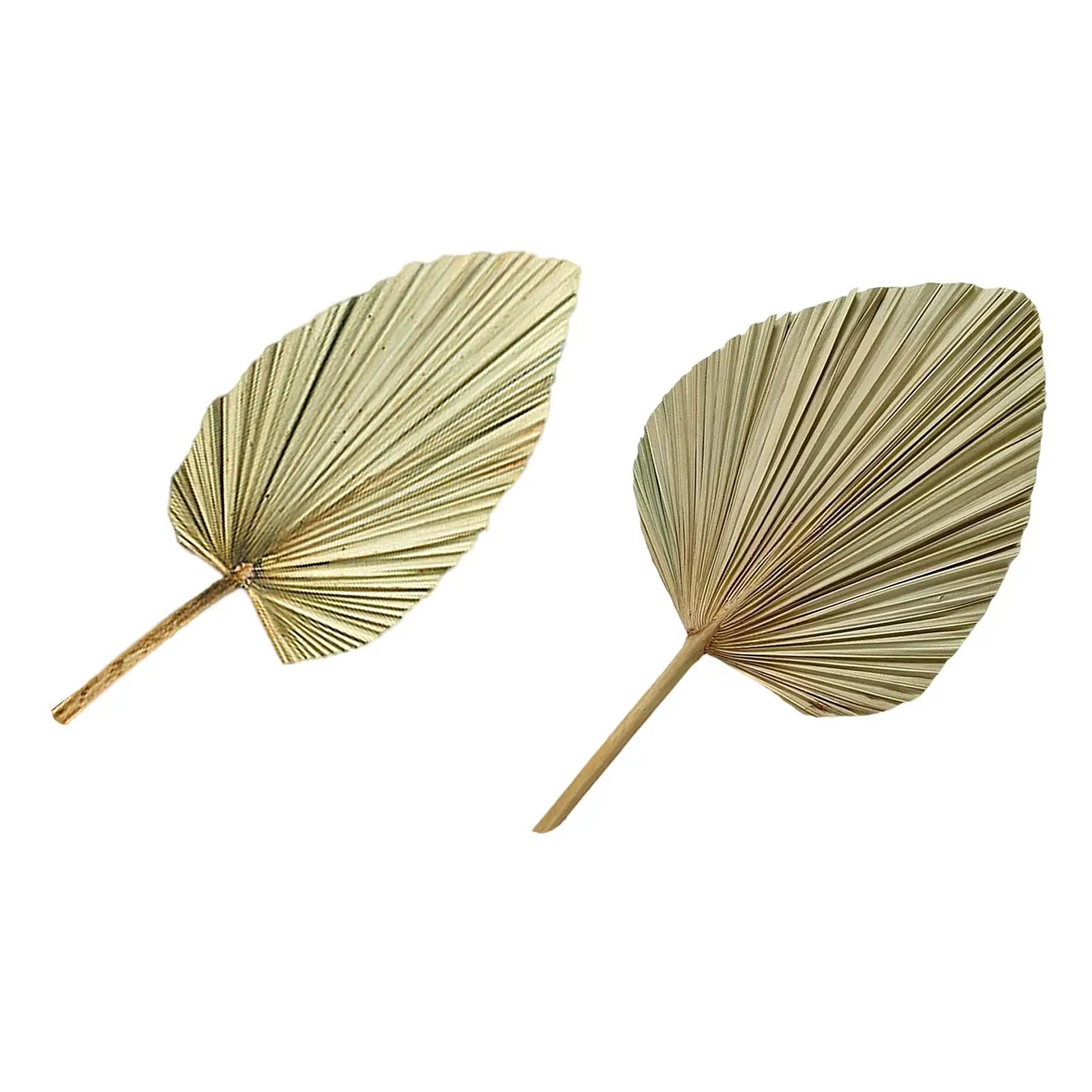 1pc Palm Fan Leaf Dried Flower Palm Leaf Window Reception Party Art Wall Hanging