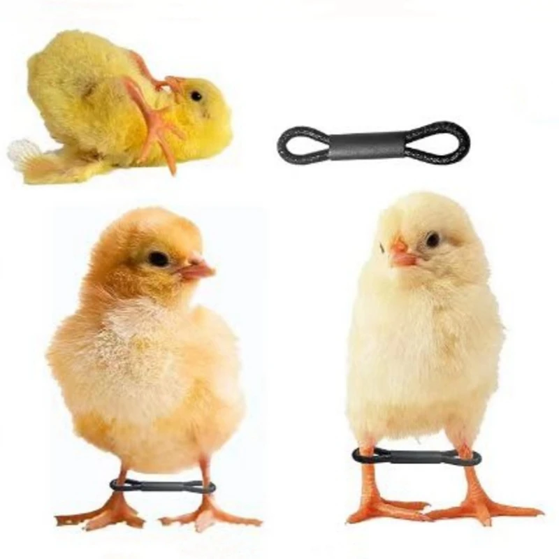 Plastic Poultry Leg Clips 100PCS Baby Chicken Splay Leg Hobble Brace Adjustable Poultry Leg Bands For Newborn Spraddle Chick Bird Quails Ducks 2280782 100PCS Baby Chicken Splay Leg Hobble Brace Adjustable Poultry Leg Bands For Newborn Spraddle Chick Bird Quails Ducks