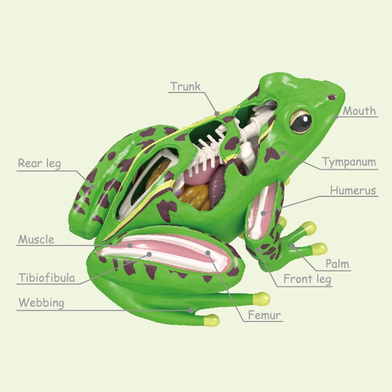 4D Frog Anatomy Model Montessori Toys Detachable Frog Organs STEM Biology Education Teaching Aid Early Learning Toy for Children 3