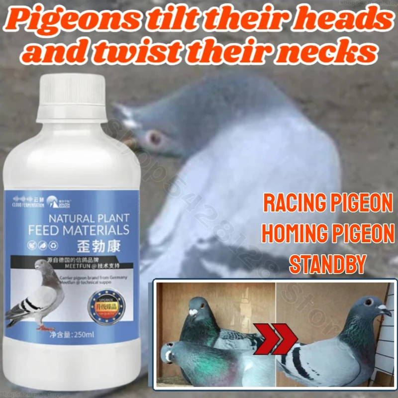 

Pigeon Parrot Bird Crooked Head Crooked Neck Neck Shrinking Neck Shaking Head Common Illness Medicine Pigeon