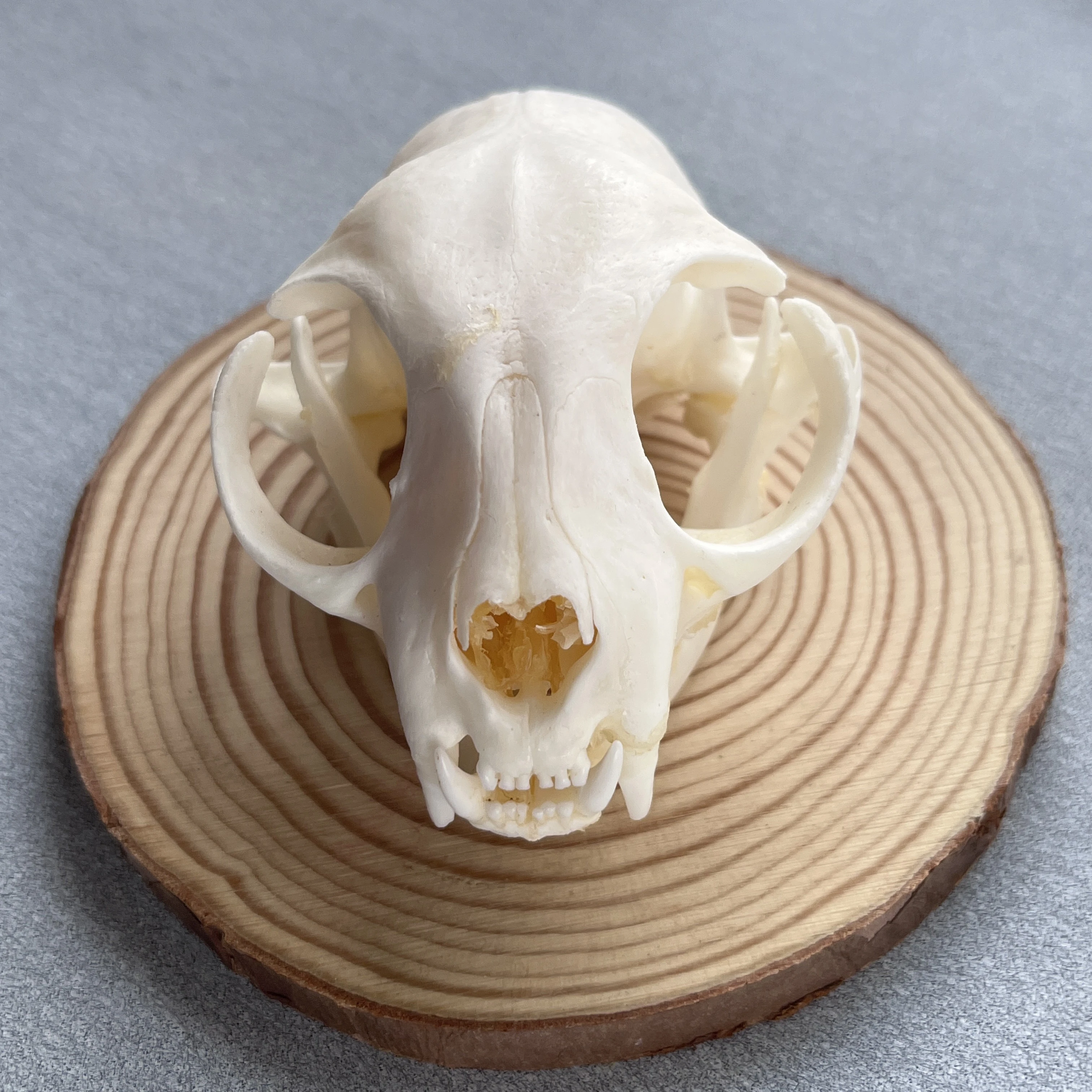 Taxidermy Real Bone Animal Skull, Bones Real For Craft, Skull Decoration  For Home, Specimen Collectibles Study, Special Gifts - Figurines &  Miniatures - AliExpress
