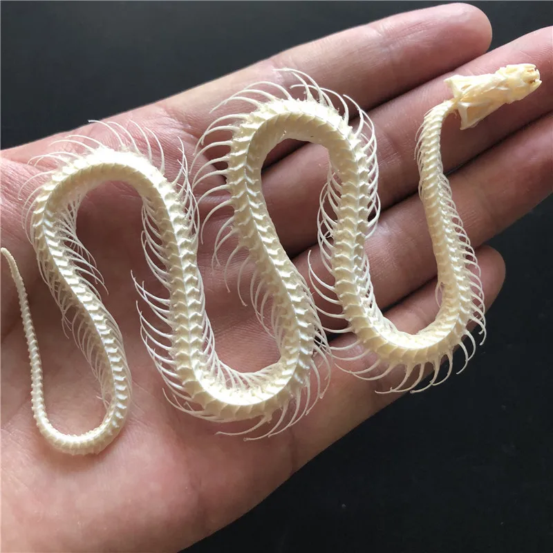 1/2/3/5/10 pcs Real Snake Skeleton Skull Animal Specimens, Taxidermy, About 30-40cm 2