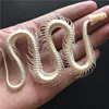 1/2/3/5/10 pcs Real Snake Skeleton Skull Animal Specimens, Taxidermy, About 30-40cm 2