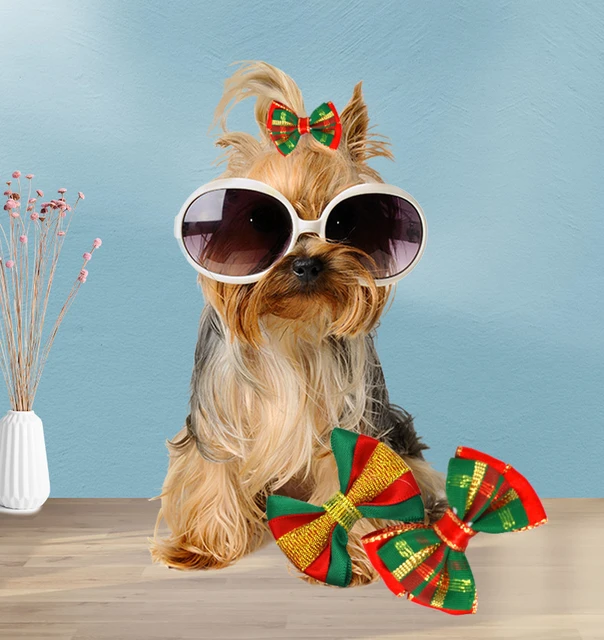 Christmas Yorkshire Terrier Accessories Hold That Pose Pampered