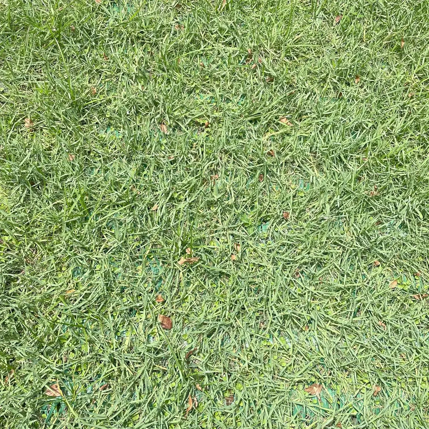 Grass Protection Mesh w/Accessories - 3'x50' Roll (150sf) - Reinforcement for Grass Parking, Driveways, Parking, Turf Protection