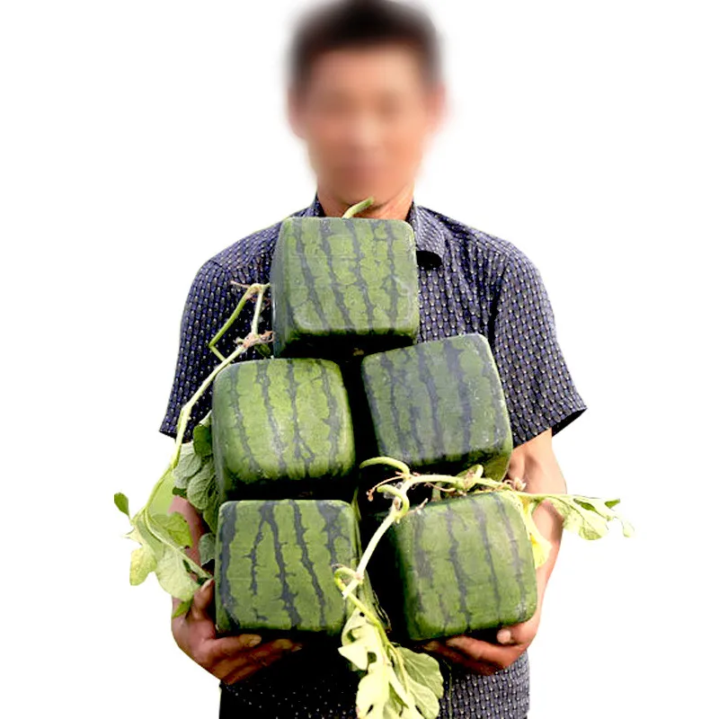 Stampo Per Anguria E Zucca A Forma Di Cuore O Quadrato - Per Giardinaggio Creativo - Foto 9