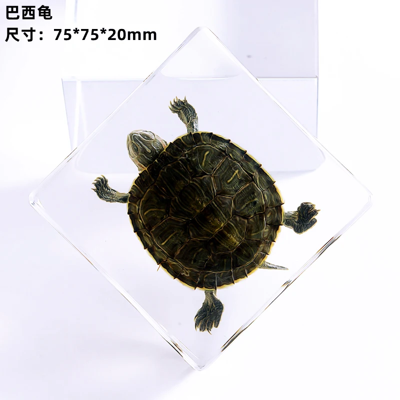 Kindergarten teaching Marine animals Real fish Resin specimen Fish tortoise Crab Amber ornaments home accessories  decor 6