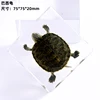 Kindergarten teaching Marine animals Real fish Resin specimen Fish tortoise Crab Amber ornaments home accessories  decor 6