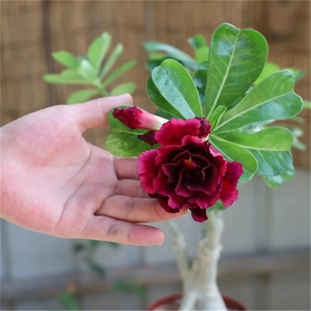 Sideboard Furniture for Desert Rose Flowers Plant Wood
