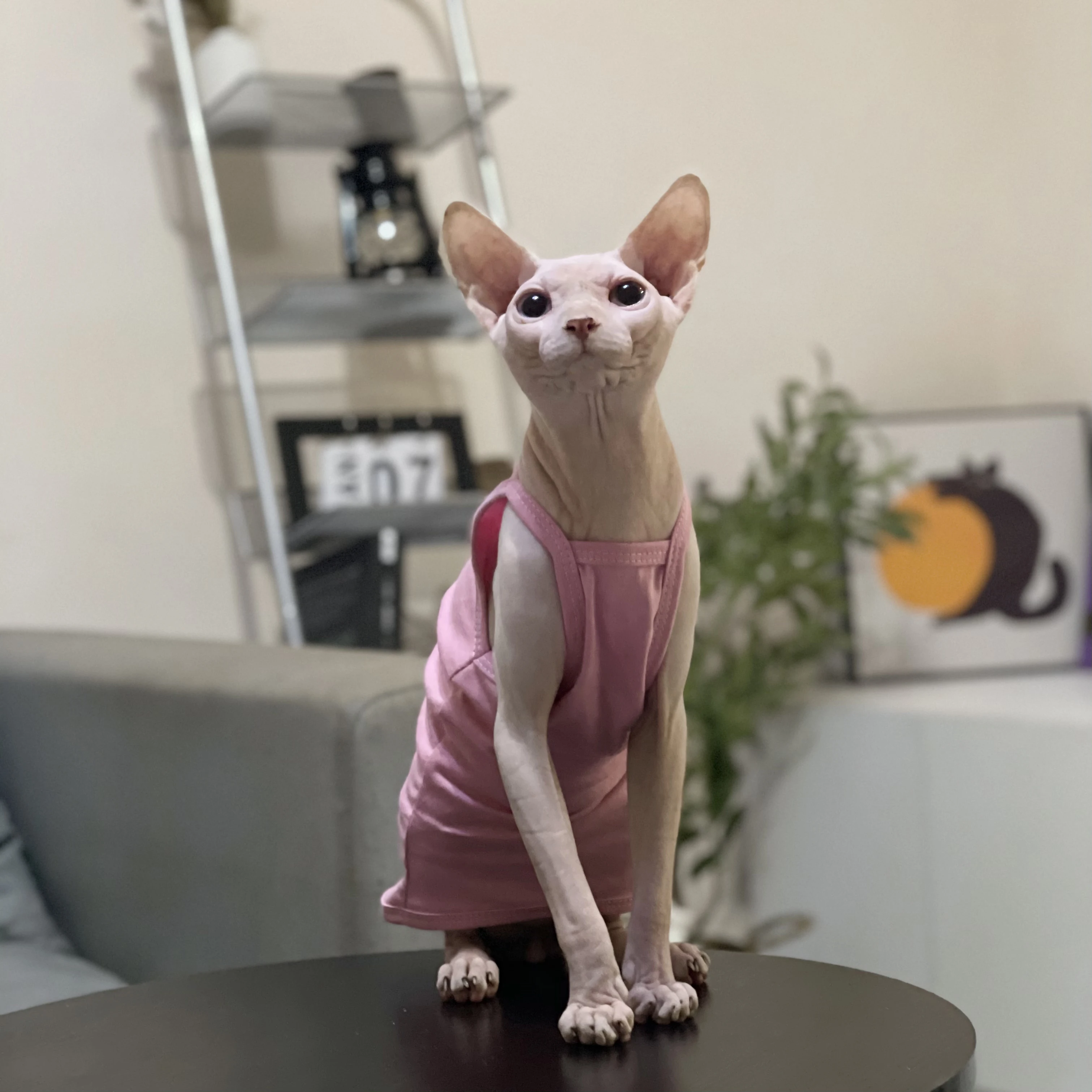 Multicolor Sphynx Pet Cat Clothes Cotton Kittens Outfits For