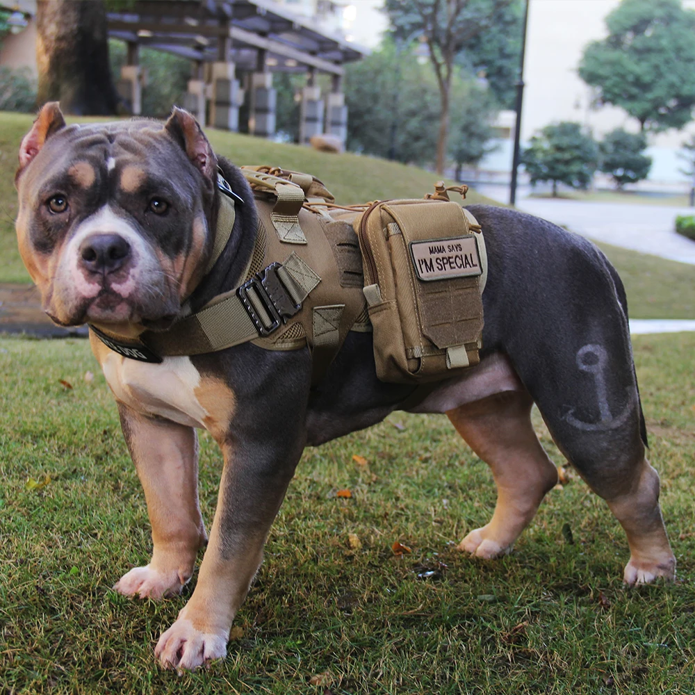 Vests for Service Dog In Training Vest