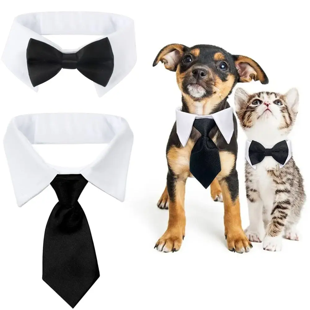  A ginger kitten with a red bow tie collar and a dachshund puppy with a white shirt collar and red necktie standing together at an outdoor wedding venue.