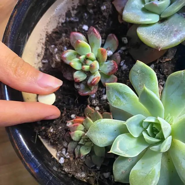 40 G Palackozott Növényi Virág Rovarriasztó Bór Műtrágya Univerzális Profi Élelmiszer -Termesztési Otthon - Image 2