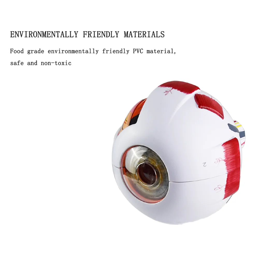 【中古】 Human Eye HumanEye Human Eye Model (In) – Hayat Scientific