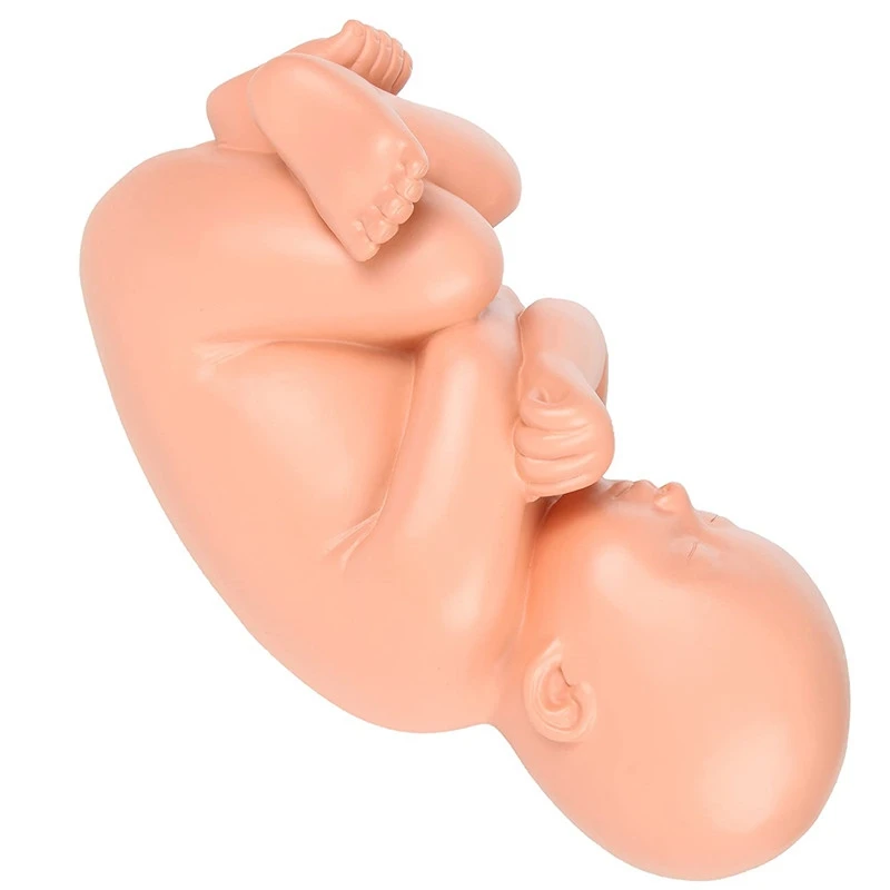 Fetal Development Anatomy Model 5
