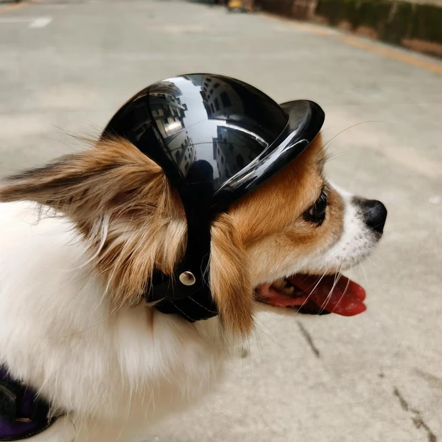 /cdn/shop/files/Casqueantibruitchien