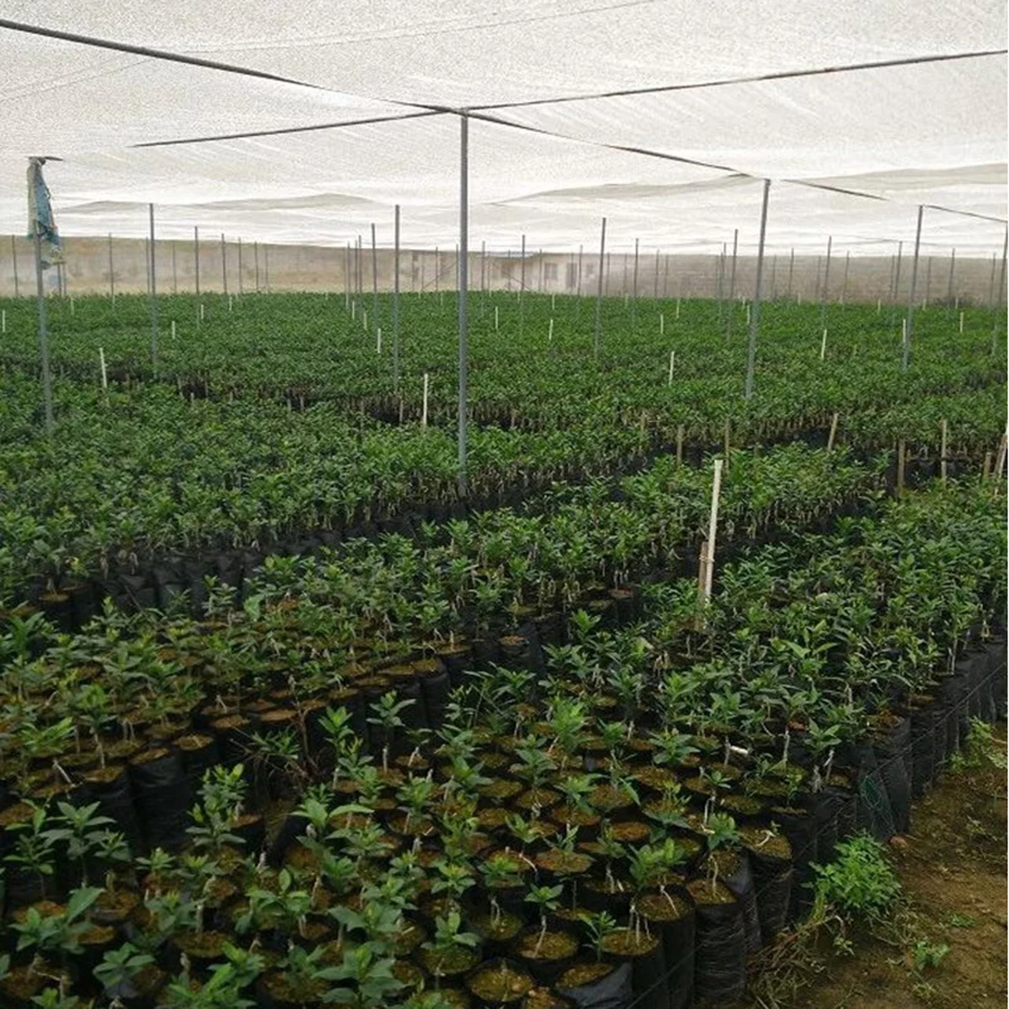 Plant Grow Bags Fruit Grow Bags Planting Bags Potato Grow Bags Mushroom Grow Bags Felt Grow Bags Herbal Grow Bags 20 Pcs Eco-Friendly Thicken Plant Grow Bags Seedling Pots Garden With Breathable Holes Black Planting Bags PE Nursery