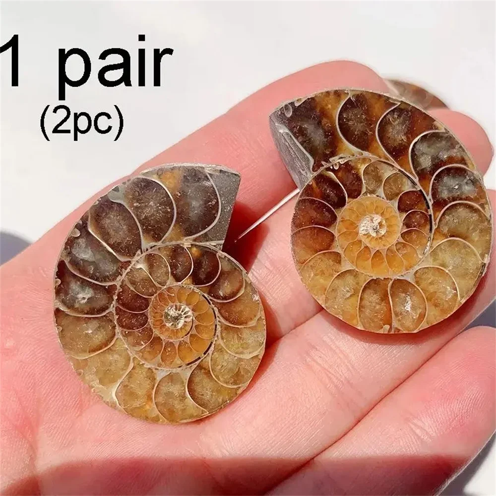 Natural Crystal Slice Mineral Specimen Gemstone Healing Quartz Rare Home Decoration Gifts Fengshui Ammonite Slice Collection 5