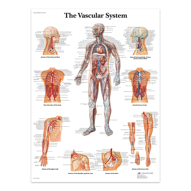 Body Structure Skeleton & Nervous System Anatomy Canvas Art - Educational Medical Decor Print
