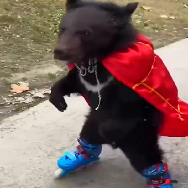 Antarctic Bear Store