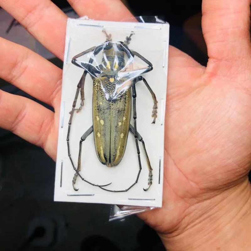 Campioni Di Longhorn Reali Batocera Horscfieldi Real Beetle Esemplari Di Insetti Artigianato Fai Da Te Decorazione Della Casa Collezione Di Hobby