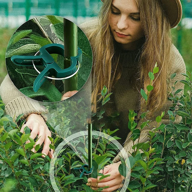 20 Dcs Plant Rögzített Klip Hegymászó Szőlőültetett Virág Paradicsom Loofah Rattan Csat Fogas Műanyag Szőlő - Image 2