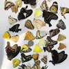 The original butterfly real butterfly specimen has not spread its wings popular science teaching aids handmade diy material 1
