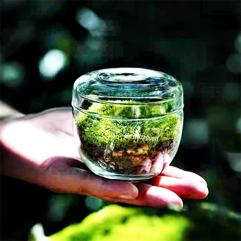 Glass Terrarium Moss Planter Vase 1