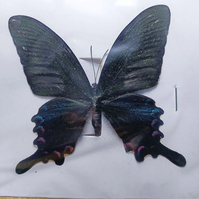 38 Real Butterfly Specimens Insect Figurines Production Charm Home Decoration Accessories for Living Room Collection Art 