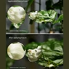 Professional Advanced Close Up Filter II for Telephoto 49 55 58 62 67 72 77 82mm Macro Filter Flowers Plants Insects Diamonds 2