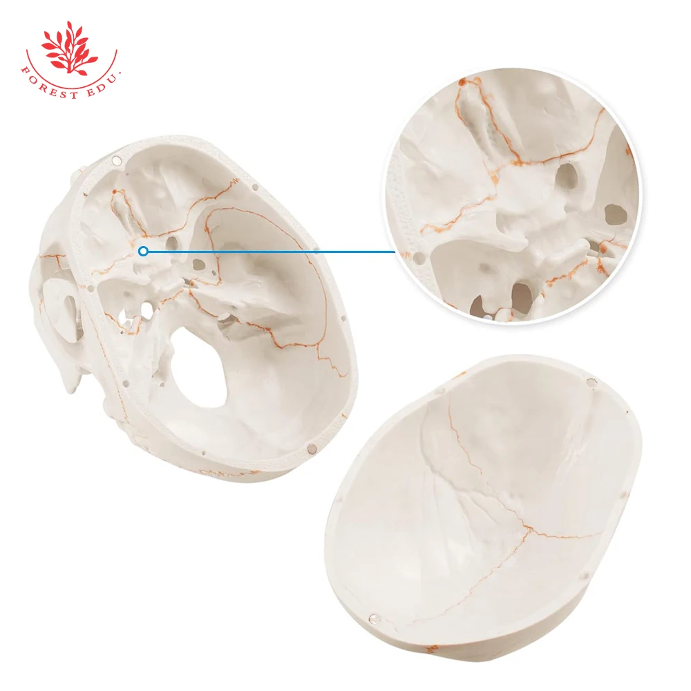 Human Skeleton FRT020 Life Size Model Suture Line Signed Medical Science Educational Tools Skull Anatomical Model