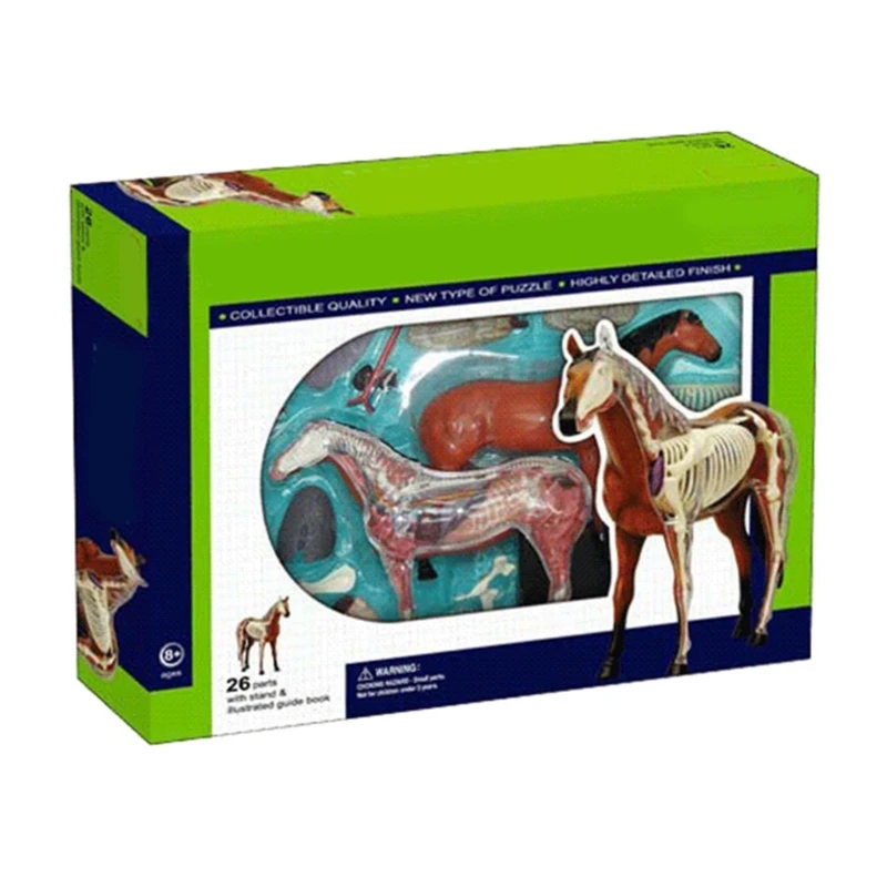 Realistic Horse Anatomy Model 2