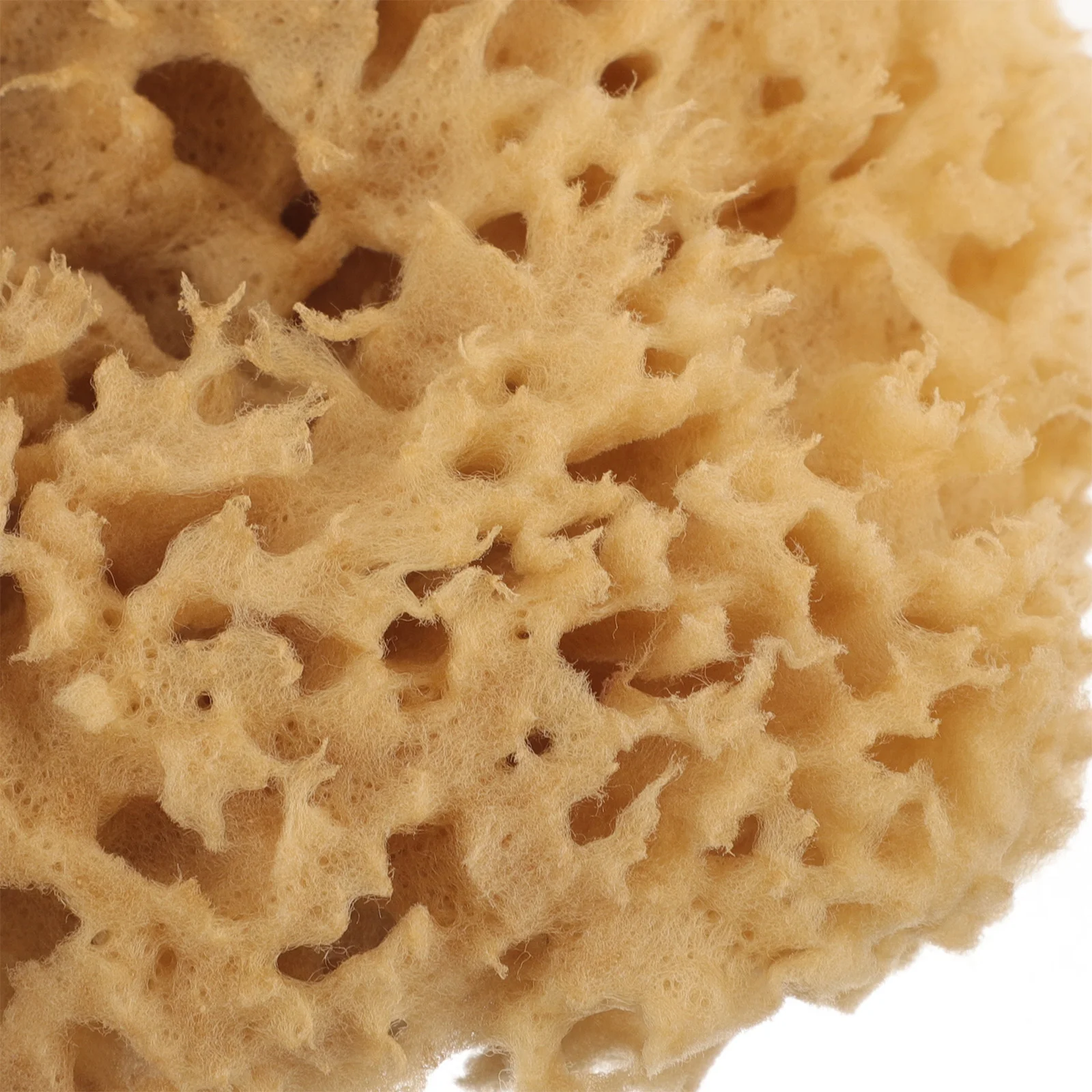 Household Greek Natural Sponge Baby Sponges Bath Sea for Bathing Skin Cleaning Scrubber 3