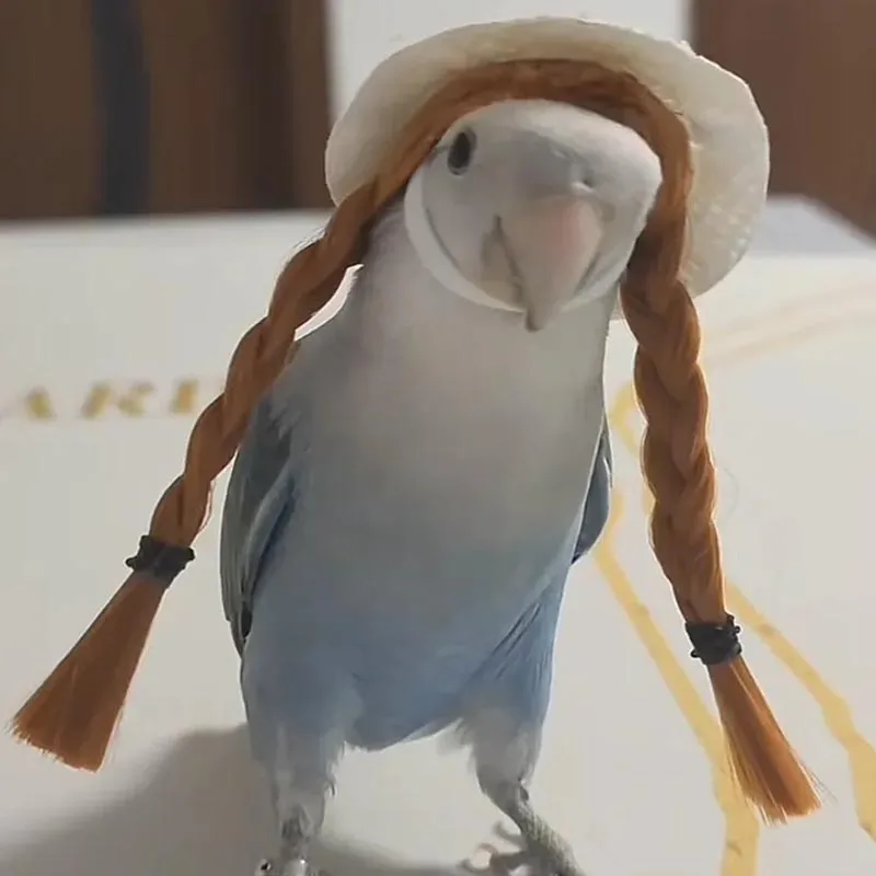 budgerigar cockatiel peonía loro diadema tejida a mano sombrero de pájaro mascota pequeño hairgear tocado ajustable pájaros juguetes accesorios Budgerigar Cockatiel peonía loro diadema tejida a mano sombrero de pájaro mascota pequeño Hairgear tocado ajustable pájaros juguetes Accesorios 1