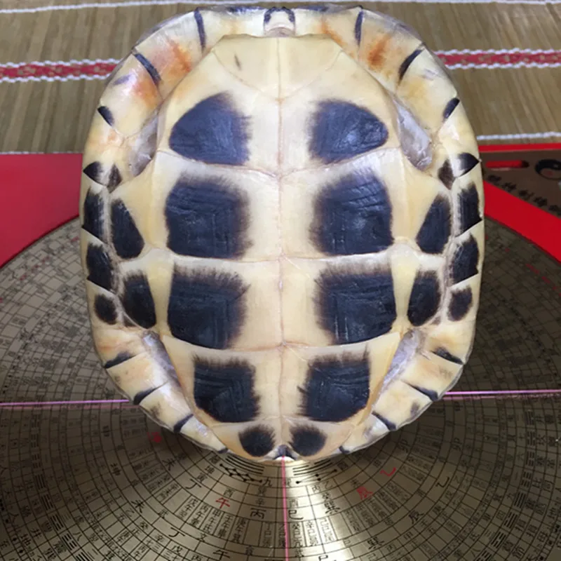 Real tortoise shell specimens play with scientific research and medicinal real tortoise shell ornaments household accessories 2