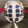 Real tortoise shell specimens play with scientific research and medicinal real tortoise shell ornaments household accessories 2
