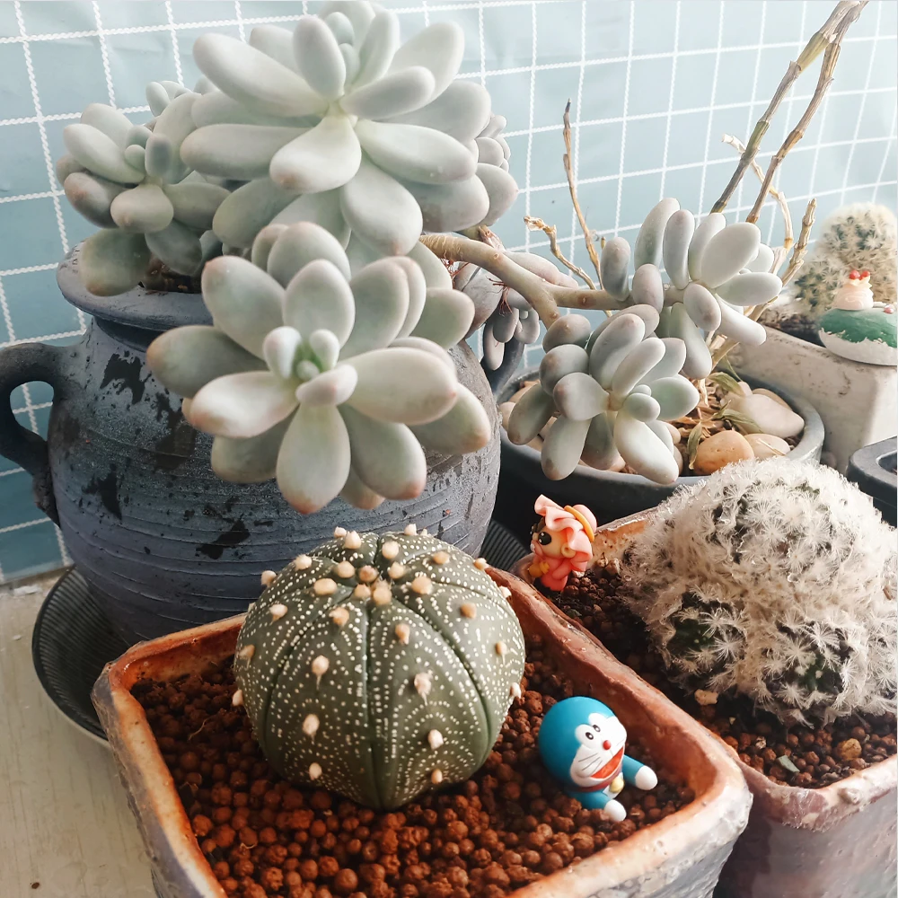 100g 6-12mm Volcanic Stone Gardening Plant Bonsai Decoration Materials Place The Bottom Of The Pot garden decoration decorative stones