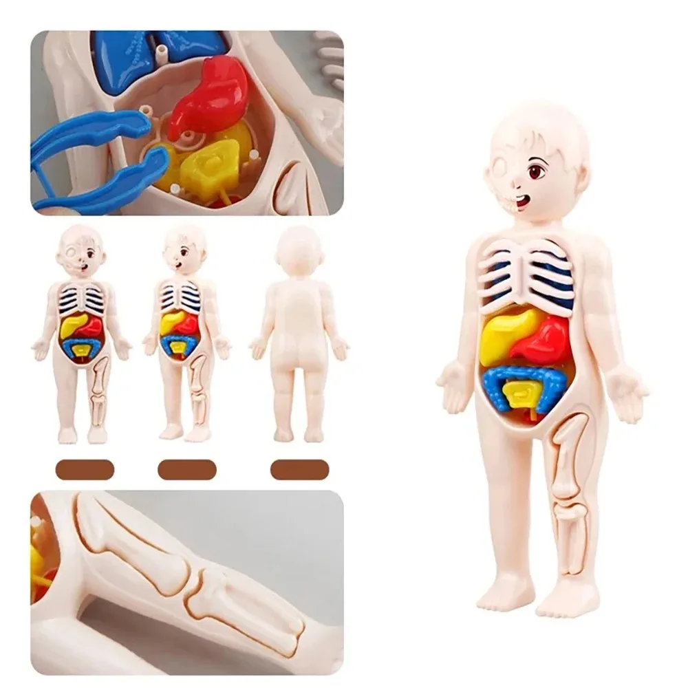 13Pcs Set Montessori Toys Children Science Education Human Body Organ Anatomy Model DIY Assembled Medical Toys Teaching Tools 6