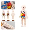 13Pcs Set Montessori Toys Children Science Education Human Body Organ Anatomy Model DIY Assembled Medical Toys Teaching Tools 6