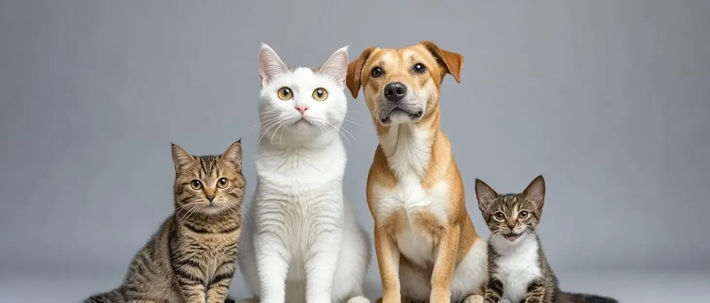 PETEASE -  an intelligent pet electronics product brand